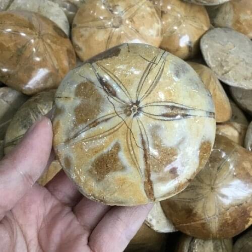 Natural Polished Starfish Fossil Asteroid Stone Fossils For Decoration