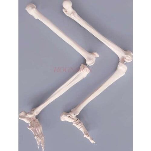 Leg bone model lower extremity bone human lower extremity joint femur tibia foot bone structure teaching medical teaching aid