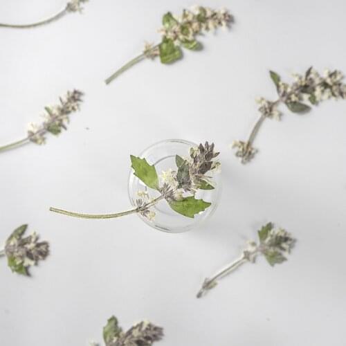 120pcs Pressed Dried Flower Ajuga Ciliata Bunge Herbarium For Face Make UP Nail Art Jewelry Bookmark Phone Case Card DIY