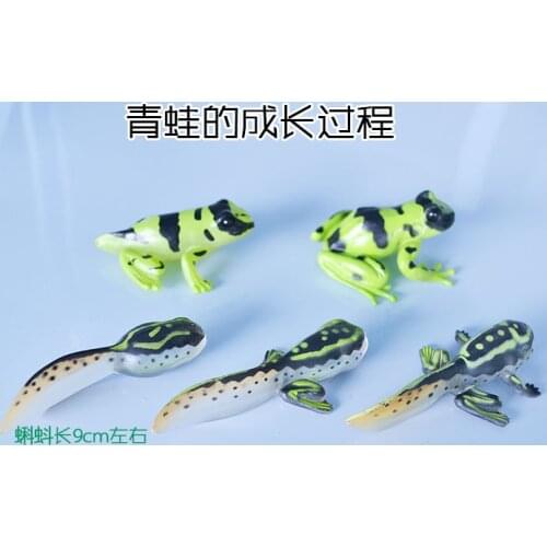 Pvc figure Baby animal frog tadpoles grow aids early childhood education model toys 5pcs/set