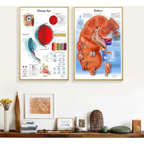 Human Organs Anatomy Medical Canvas Art Painting Posters And Prints Wall Pictures Living Room Decorative Home Decor No Frame
