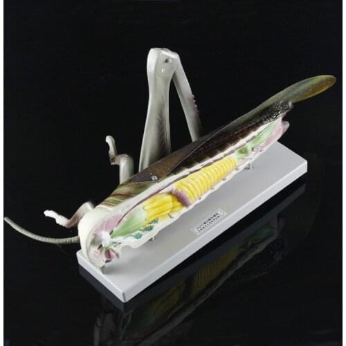 10X Enlarged Medical Puzzle Assembly Animal Insect Model Locust Anatomy Assembled Model Medical Anatomy Hexapod Assembled Model