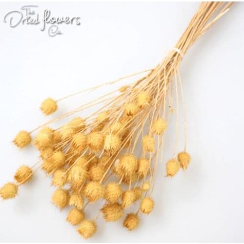 Dried Milk Thistle Natural Blue Red Green Yellow Home Decor/Weddings Preserved Natural Plant Dry Plant