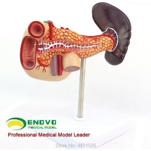 ENOVO Pancreaticoduodenal spleen model human digestive system abdominal cavity ganohepatic portal vein diabetes mellitus