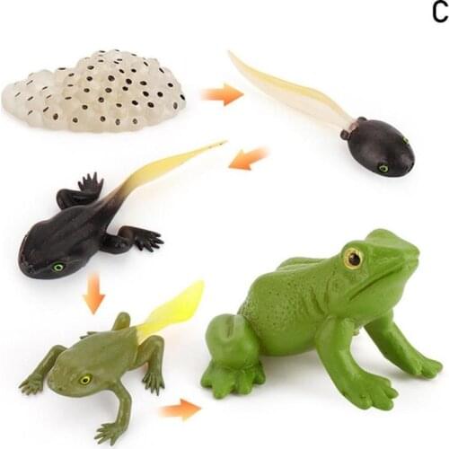 Worker Ant Animals Simulation Nest Growth Chicken Insects Frogs Growth Life Cycle Figurines Model Action Figures Toy For Kids
