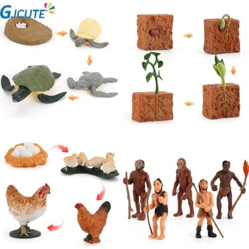 Cognitive Toy Simulation Life Cycle Animals Plant Growth Cycle Model Science Educational Toys For Children