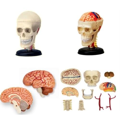 4d Skull human anatomical anatomy model replica skull bone brain body organs model medical supplies and equipment