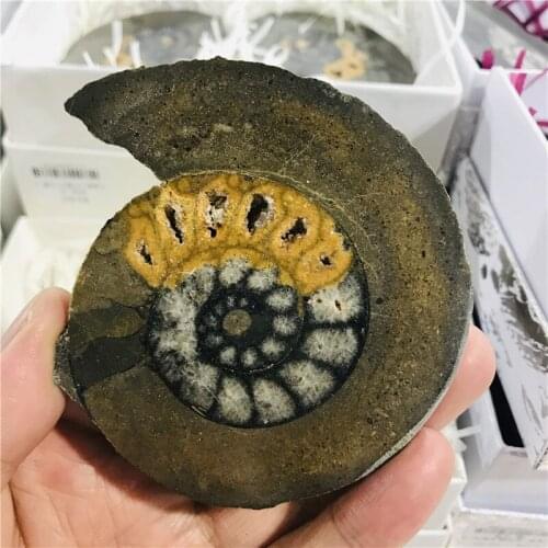 Natural AMMONITE PRETTY NAUTILUS MADAGASCAR FOSSIL SPECIMEN HEALING free+stand