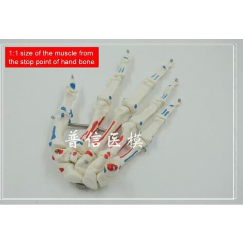 Free shipping&1:1 size,mark the muscle starting and ending point,hand bone model,medical teach orthopedics department of massage