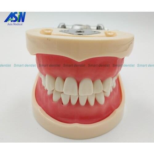 High Quality Teeth Teaching Model Dental Soft gingiva 200H Type Removable Teeth dentistry tool dentistry equipments