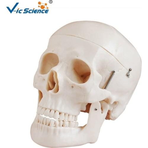 Advanced Deluxe Life Szie Human PVC Skull Model Medical Science Teaching for Students