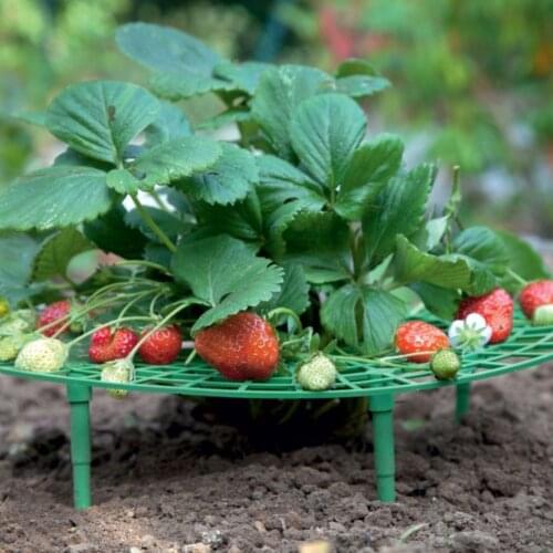 1/10PCS Strawberry Stand Strawberry Climbing Vine Growing Support Fruit Support Plants Gardening Stand Props For Gardening Tools