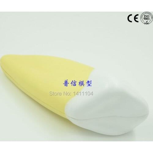 Free shipping&Canine teeth model, dental teeth show, pathological model, oral medicine and dental model, medical education