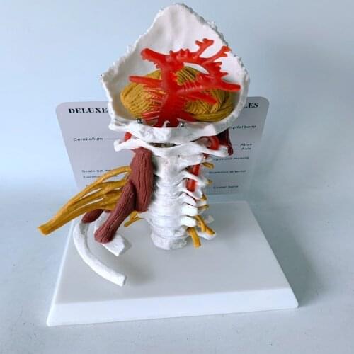 18X14X25CM Adult cervical vertebra with nerve musculoskeletal model Teaching aid
