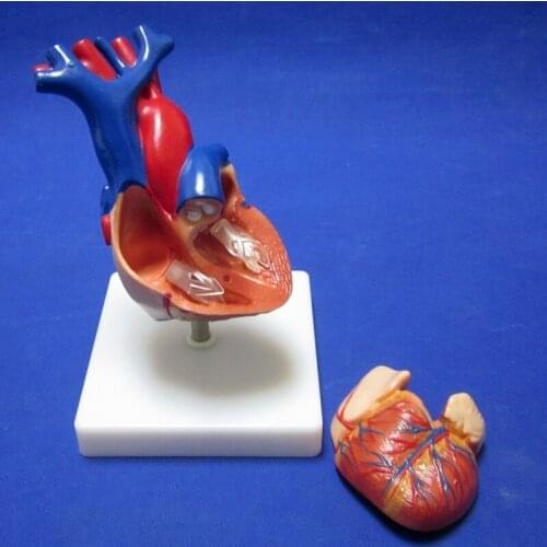 Medical Heart Model Vascular anatomical model Cardiac Teaching Medicine