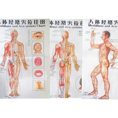 Free shipping color body acupuncture points chart /Meridian points chart meridian chart three,side/ front / back chinese-English