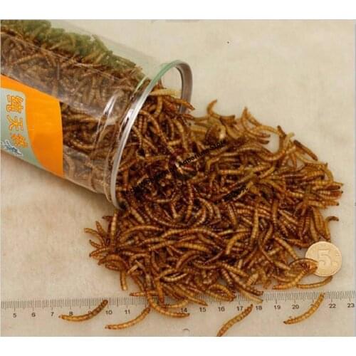 660ML Mealworm Dried Aquarium Tank Pond Fish Reptile Wild Bird Food Hamster Birdseed Lizard Turtle Arowana Tenebrio Chicken Feed