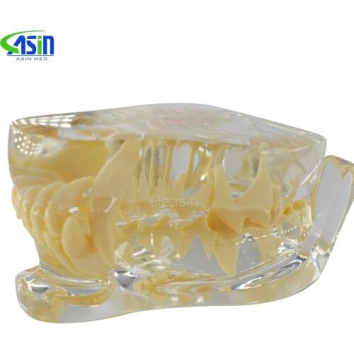 Dog tooth jaw model Veterinary Teaching Dog tooth transparent professional model
