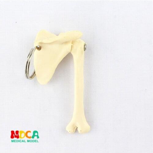 Human scapular Keychain ornament gift pendant key buckle human.organ anatomy medical teaching toy YSK011