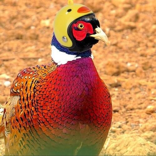 Pet Supplies Funny Protection Chicken Helmet Parrot Duck Goose Safety Helmet Bird Helmet Headgear Pet Toy