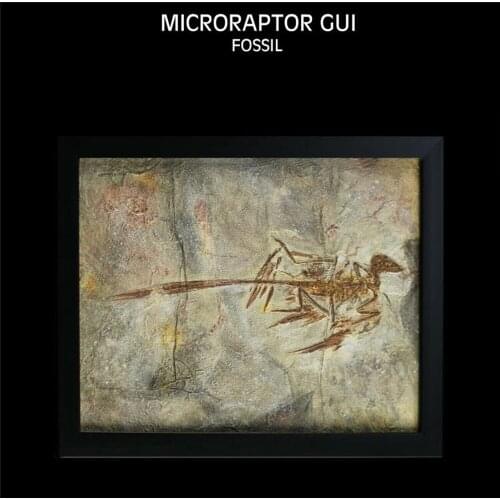 Vitae Microraptor Gui Fossil Photo Frame Dinosaur Toys Animal Collector Decoration Adults Gift