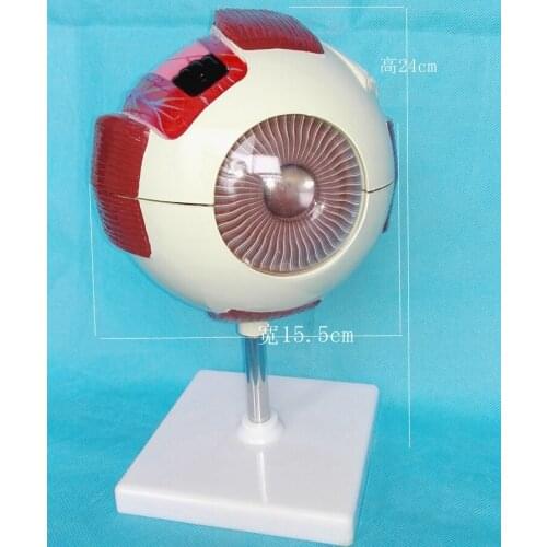 6X Eye anatomical model Organ Anatomy Human specimens model free shipping