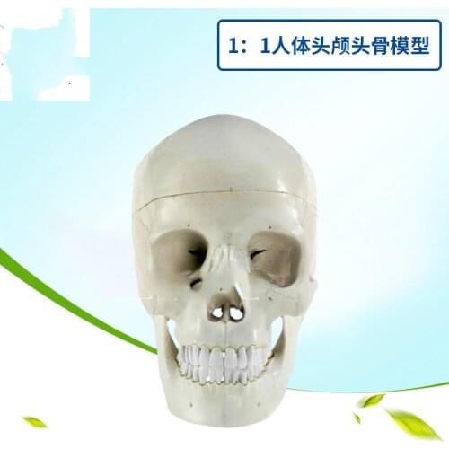 1-to-1 Head Human Skull Natural Adult Skull Teaching Medical Beauty with Skull Skull Model Clinic Show