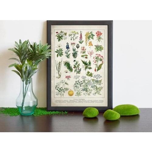 Vintage flower poster antique flower print art plant mushroom education poster wall artist bedroom decoration