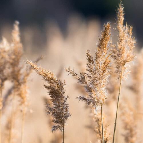 55cm Pampas Grass Decor Natural Dried Flowers Bouquet Wedding Flowers Vintage Style for Home Living Room Valentines Day Gift