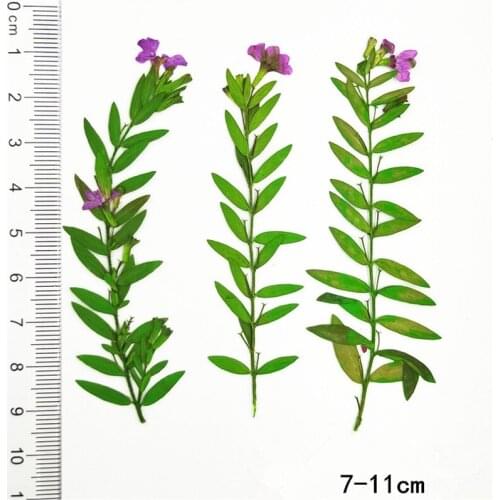 40 pcs Natural Pressed Eternal Flowers with Branch DIY Wedding Invitations Craft Gift Bookmark Decoration Phone Shell Decor