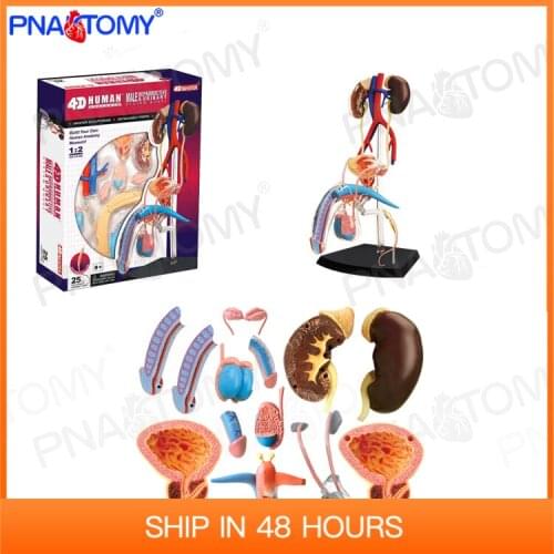 4D MASTER 26063 Male Genital Organs Model Reproductive System Anatomy Educational Equipment Medical Tool