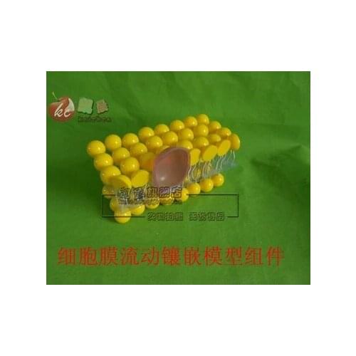 Cell membrane flow mosaic Model component Biological experimental equipment teaching equipment free shipping