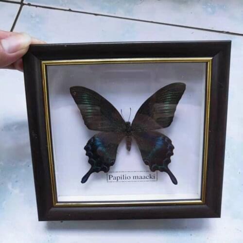 Butterfly Real Specimen butterfly specimen photo frame craft /Butterfly Specimen Artwork Material Decor