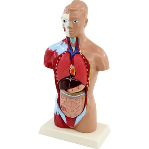 27cm Human Anatomical Torso Anatomy Model Skeleton Life Size for