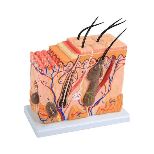 Skin structure anatomy model Cosmetology teaching Skin tissue hierarchy stereostructure micro plastic surgery Skin model