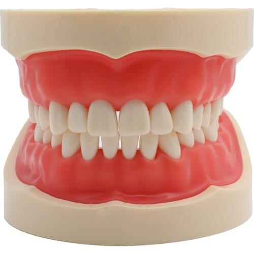 Teeth Model Standard Adult Dental Model Teaching Demonstration Soft Gum 32pcs