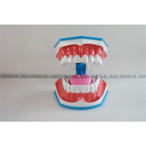 2016 new arrival Teeth Brushing Model with tongue children Dentist student learning model