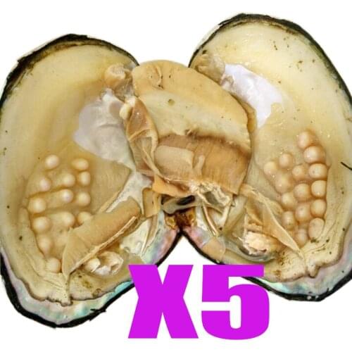 5 pcs Vacuum Package Real Natural Pearl Oyster Big Freshwater Wish Pearl Oyster Genuine Mother of Pearl Oyster (5-10 year)ABH642