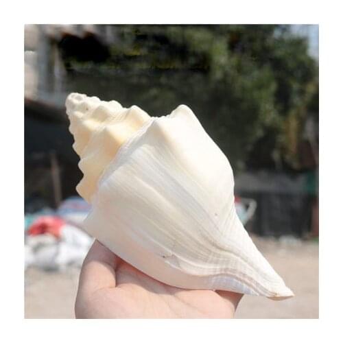 Dharma snail shipping natural conch shell yellow scroll snail collection blowing snail ornaments fish tank aquarium decoration