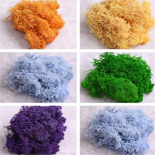 Natural Norwegian Reindeer Moss Preserved Dried Craft Flower Artificial decorate