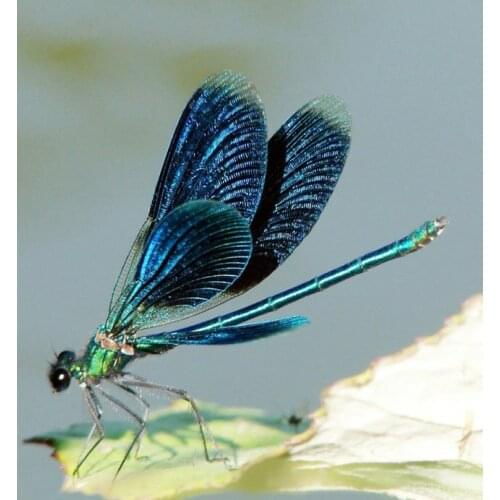 "dragonfly" Diamond Painting 5D DIY Diamond Cross Stitch Full spuare&Round Resin Mosaic Embroidery Painting Decoration insect