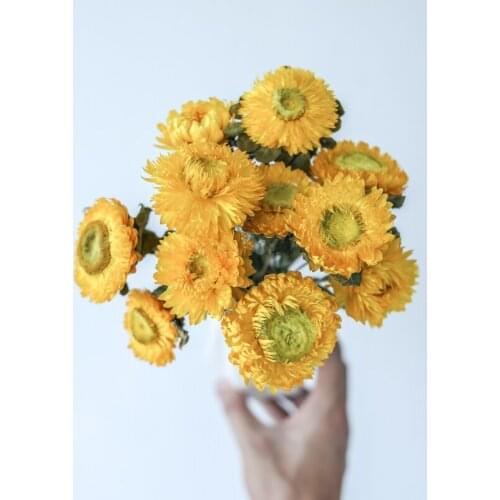 Best Newyear 2021 Desktop Home Office Wedding Decoration Real Natural Creative Preserved Dried Daisy Flower Arrangement Vase