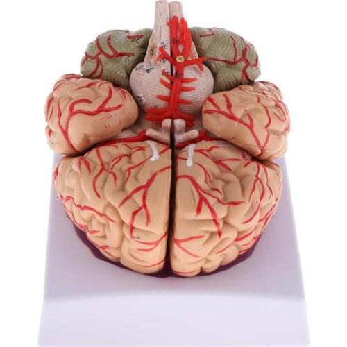 Anatomical brain model arteries 9parts ,42number for learning resource medical student like it