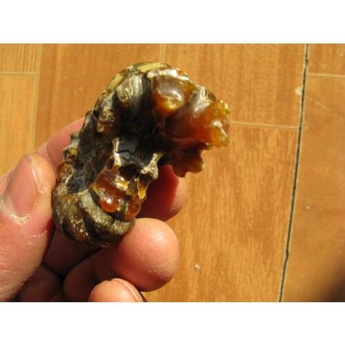 38g Rare Polished "Goat Horn" Douvilleiceras Ammonite Fossil