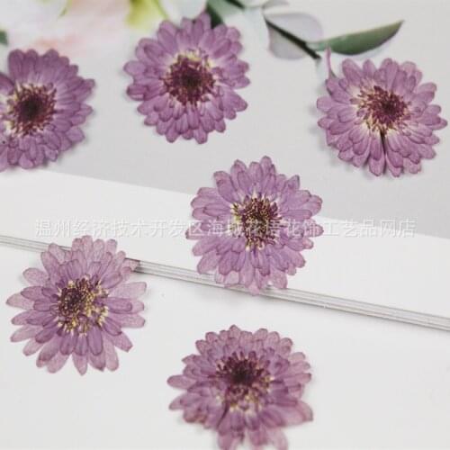 Purple chrysanthemum embossed dried flower plant specimen photo frame mobile phone shell mold material hand-made glue material