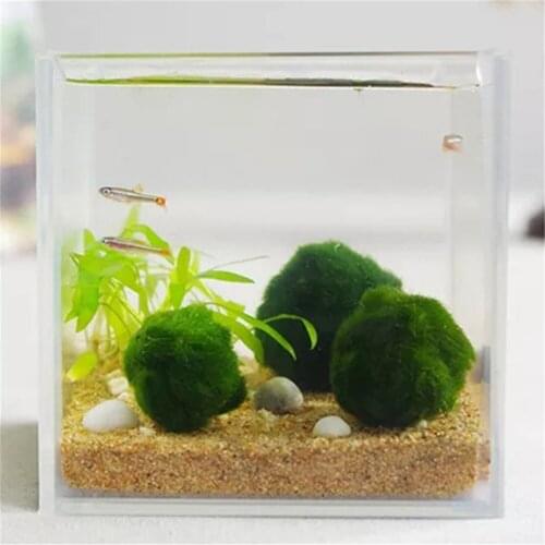 Japanese Authentic Landscaping Algae Ball Beautify Aquarium Environmentally Friendly Seaweed Green Algae Ball