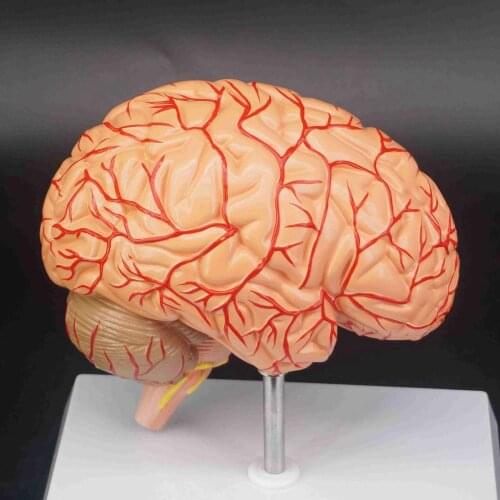 Human Right Brain Blood Vessel Medical Display Anatomical Model Deluxe Specimen Medical Science Teaching Resources