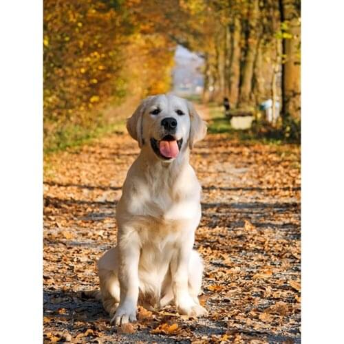 Animal Dog DIY Embroidery 11CT Cross Stitch Kits Craft Needlework Set Printed Canvas Cotton Thread Home Decoration Dropshipping