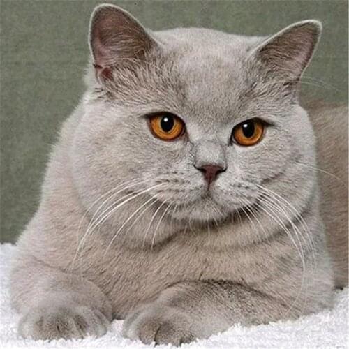 Animal Cat Printed Water-Soluble Canvas 11CT Cross-Stitch Patterns Embroidery DMC Threads Hobby Needlework Sewing Decor