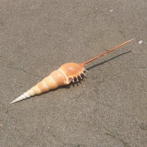 18-22cm Martin Proboscis Natural Conch Shell Fish Tank Photography Collection Landscaping Good Props Background Look Rare